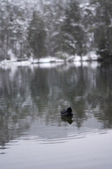 Schneelandschaft mit Burg im Hintergrund und See und Wald im Vordergrund am Fernsteinsee in Österreich Tirol 