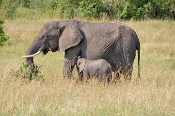 Fototapeta premium Safari in Africa