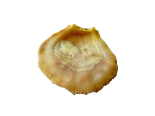 Composition of exotic sea shells on a white background. set of various mollusk shells isolated on white background. Shell, Oyster, Scallop or Keong Tiram, Kerang Laut. Oyster with white background.