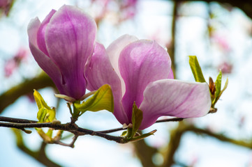 Close up of pink magnolia blossoms. Spring floral background with magnolia flowers on blurry...