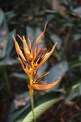 Obraz premium flower