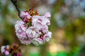 Cherry blossoms in sky background. Spring time. Selective focus. Cherry tree blossom in the park.