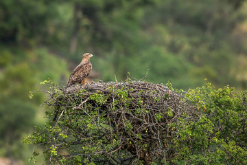 Tawny Eagle nesting in Kruger National park, South Africa ; Specie Aquila rapax family of Accipitridae