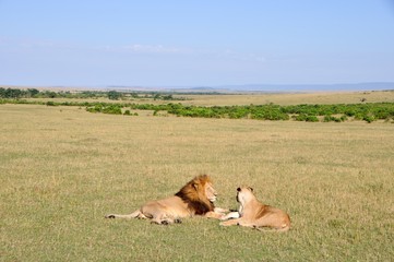 Safari in Africa