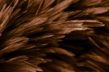 Beautiful abstract colorful yellow and white feathers on white background and soft white orange feather texture on white pattern