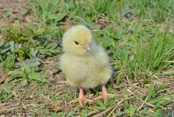 Very small chicken 15