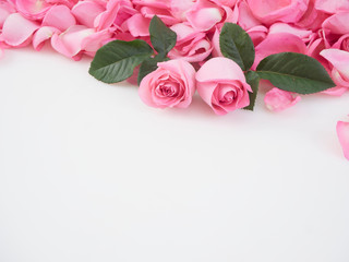 Pink roses on white background.