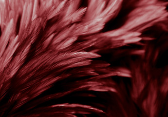 Beautiful abstract colorful white and red feathers on black dark background and soft white pink feather texture on white pattern