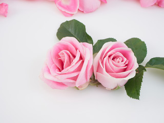 Two pink roses on white background.
