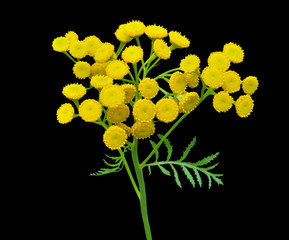 Herb costmary (Tanacetum vulgaris) 3