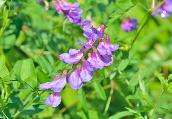 Fototapeta premium Blooming vetchling (Lathyrus pilosus) 5