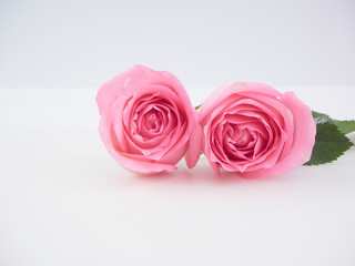 Two pink roses on white background.