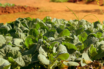 Fresh Chinese kale in the garden , Chiangmai , Thailand
