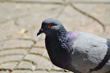 pigeon in park