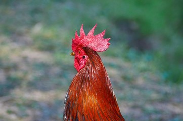 portrait of a rooster