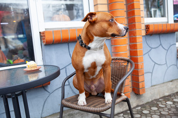 The dog is sitting at the table near the cake