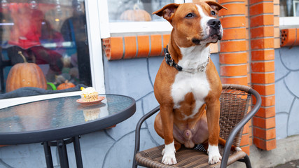 The dog is sitting at the table near the cake