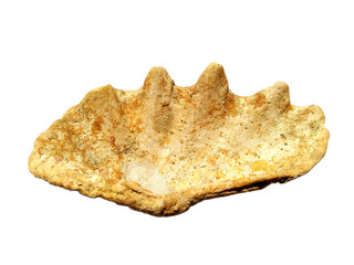 Composition of exotic sea shells on a white background. set of various mollusk shells isolated on white background. Shell, Oyster, Scallop or Keong Tiram, Kerang Laut. Oyster with white background.