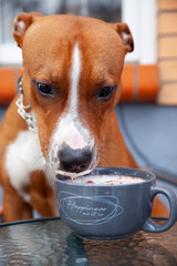 Dog drinks milk from a cup