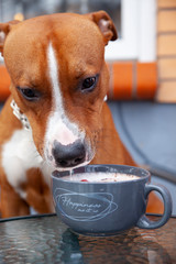 Dog drinks milk from a cup