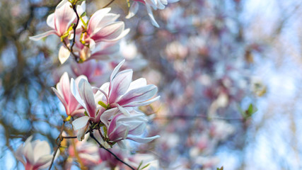 Magnolia tree