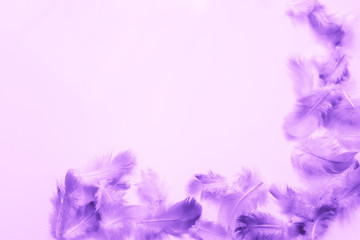 Fototapeta premium Beautiful abstract colorful blue and purple feathers on black dark background and soft white pink feather texture on white pattern