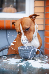 Dog drinks milk from a cup