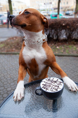 A dog stands at a table near a cup of coffee with cream