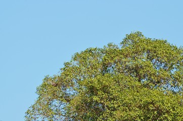 tree and blue sky