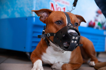 The dog lies on the floor with a muzzle