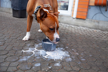 Dog drinks milk from a cup