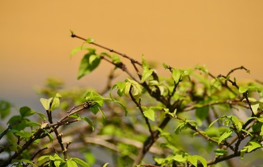 branch of a tree in spring