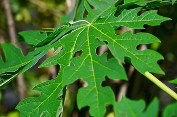green leaf with water drops