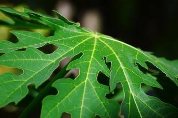 green leaf with water drops