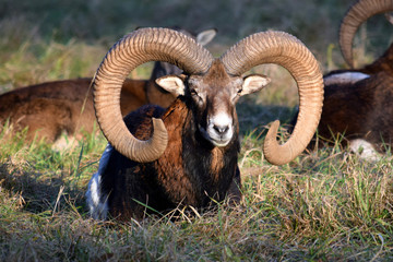 Beauty of Mouflon Male Lying in Grass Winter Portrait Ovis Aries Musimon