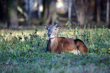 Winter Portrait of Young Mouflon Male Lying in Grass  Ovis Aries Musimon
