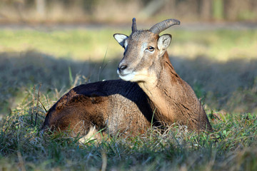 Naklejka na ściany i meble Close Up of Young Mouflon Male Lying in Grass Winter Portrait Ovis Aries Musimon