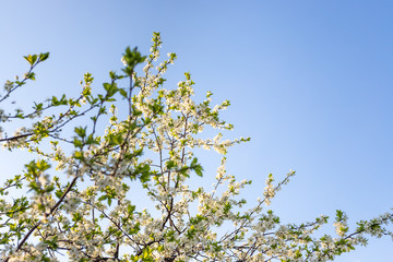 Flowering tree.