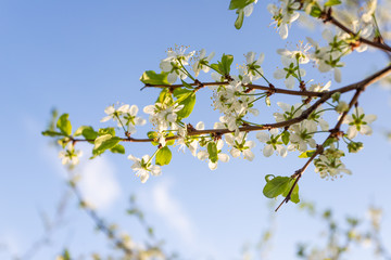 Blossoming branch of a tree.