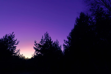 Fototapeta premium Red skies and silhouette of pine on sunrise in Russia.