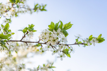 Blossoming branch of a tree.