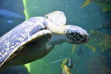 sea turtle swimming in blue water