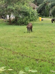 Naklejka premium horse in field