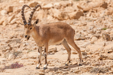 Nice view of Nubian ibex goat