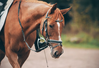 Fototapeta premium A sorrel the beautiful horse with a long bangs and white stain on the forehead in equestrian sports ammunition.