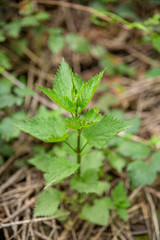 A stalk of young nettles in the forest.