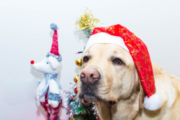 Retrato de un perro en Navidad con gorro de Papa Noel