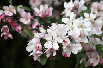 Fototapeta na wymiar pink apple flowers bloosm
