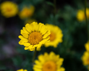 Färberkamille (Anthemis tinctoria, Syn.: Cota tinctoria)  auch genannt  Färber-Hundskamille. 