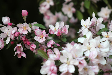 pink apple flowers bloosm